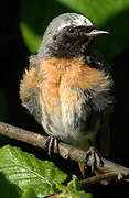 Common Redstart