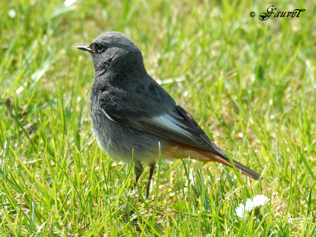 Black Redstart male adult breeding