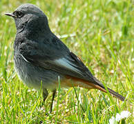 Black Redstart