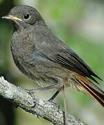 Black Redstart