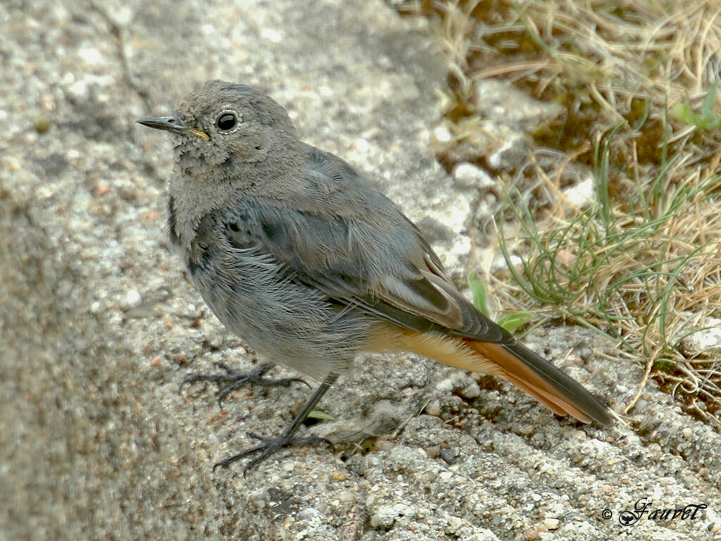 Black Redstart