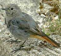 Black Redstart