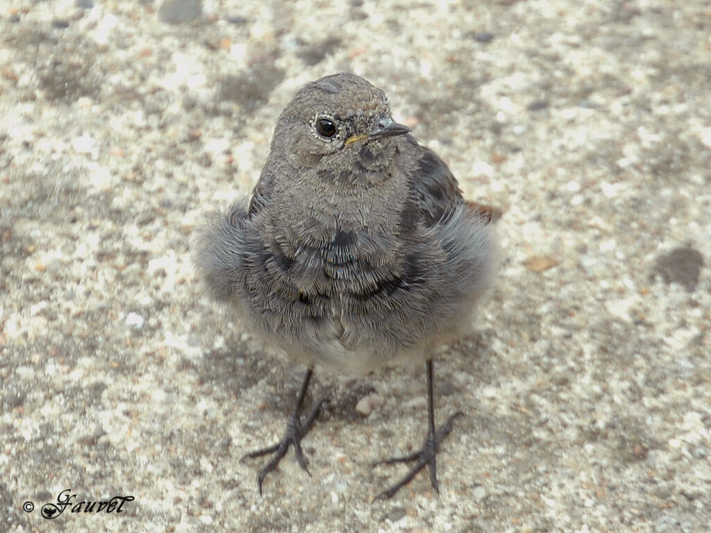 Black Redstart