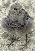 Black Redstart