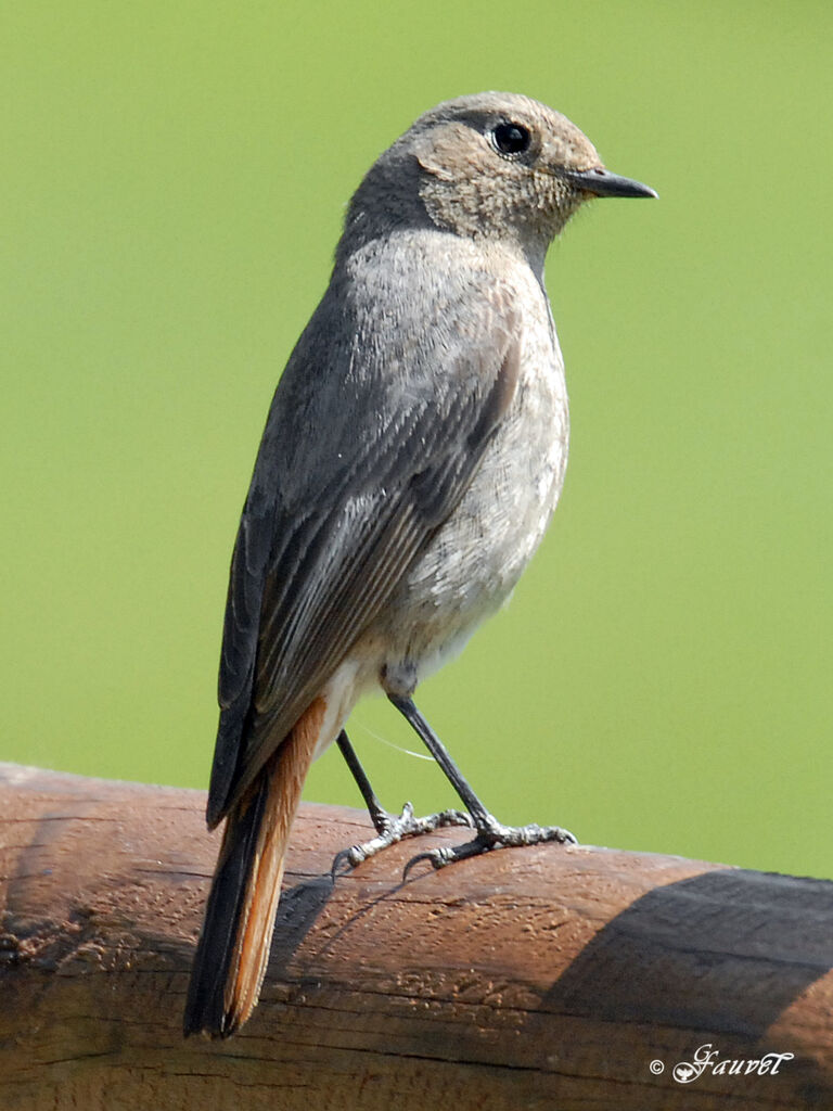 Black Redstart