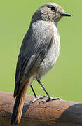 Black Redstart