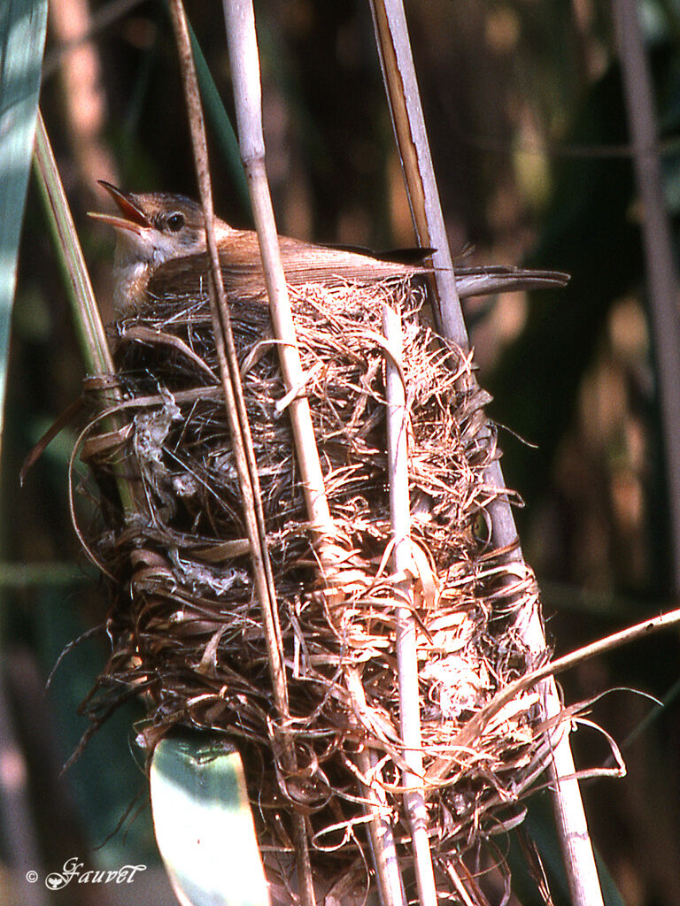 Eurasian Reed Warbler