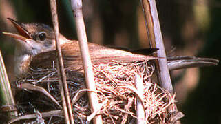 Eurasian Reed Warbler