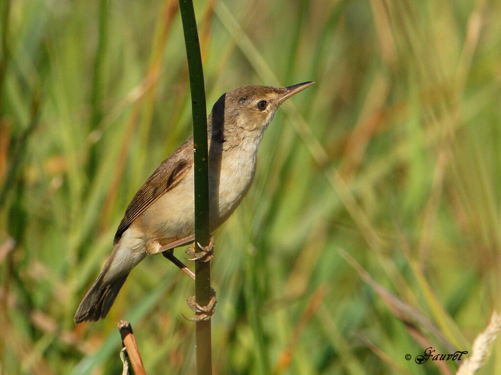 Common Reed Warbler