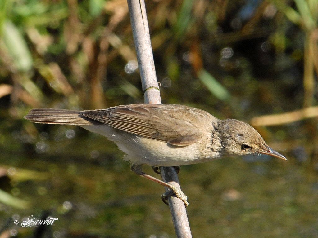 Common Reed Warbler