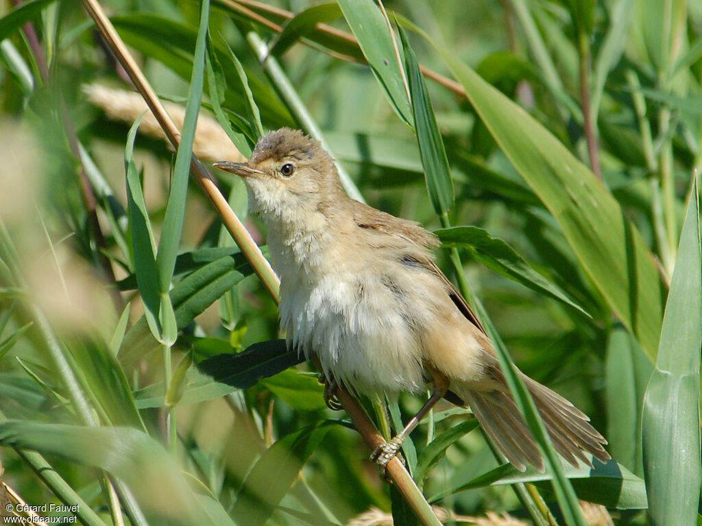 Rousserolle effarvatteadulte, identification, Comportement