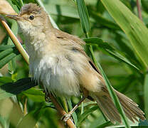 Eurasian Reed Warbler