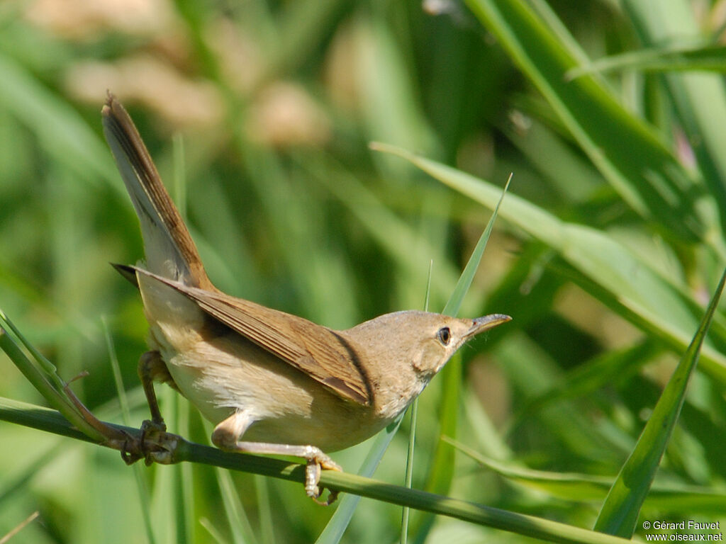 Rousserolle effarvatte, identification, Comportement