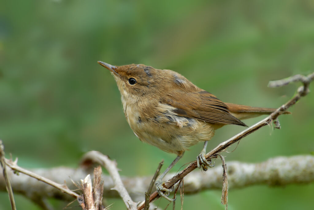 Eurasian Reed Warbler, identification