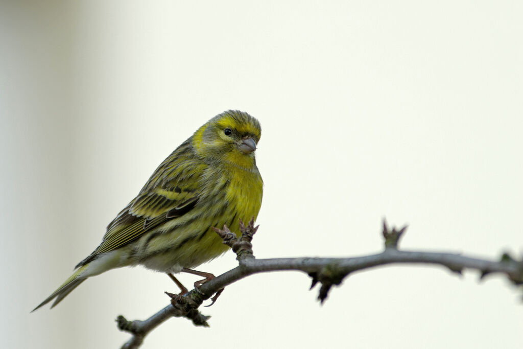 European Serin male adult post breeding, identification