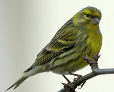 European Serin