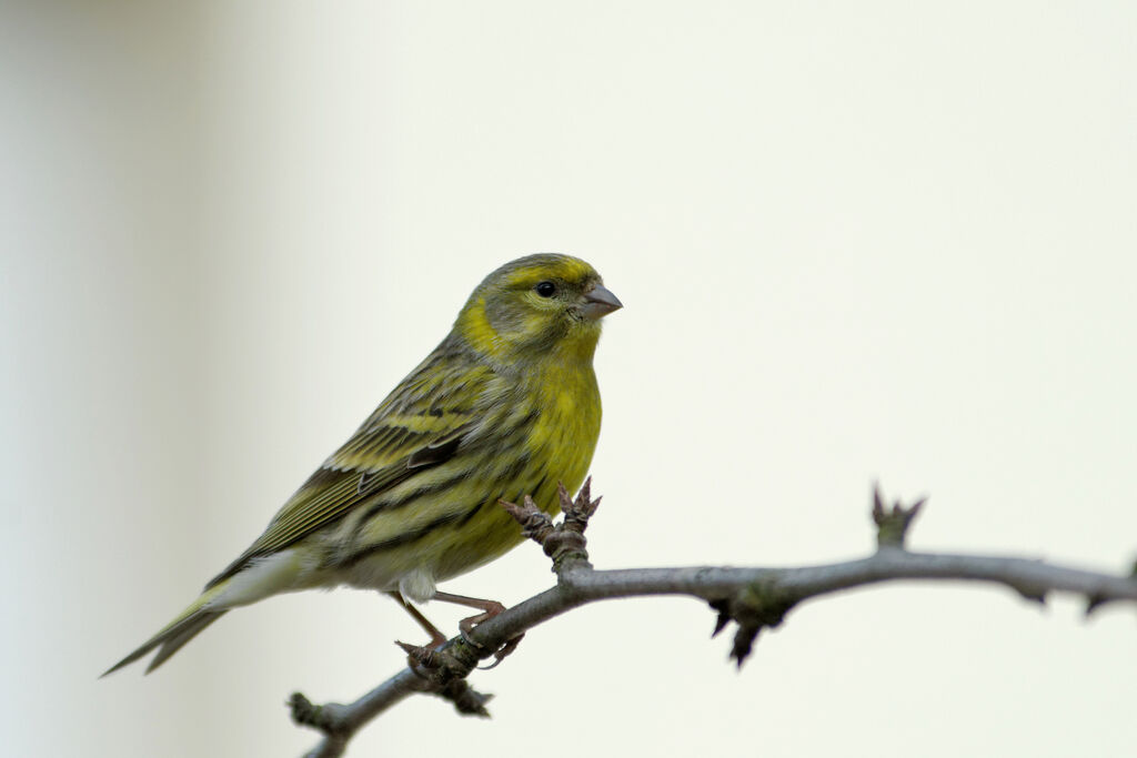 Serin cini mâle adulte internuptial, identification