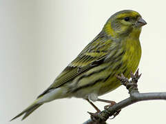 European Serin