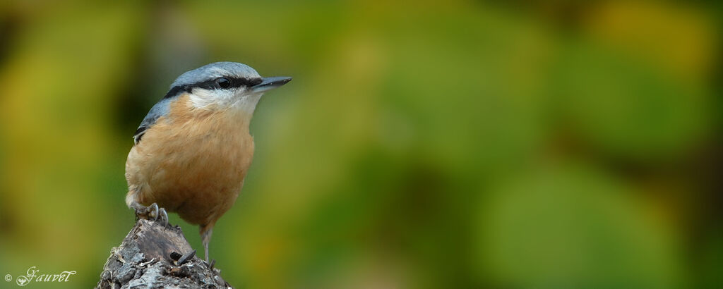 Eurasian Nuthatch