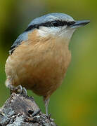 Eurasian Nuthatch