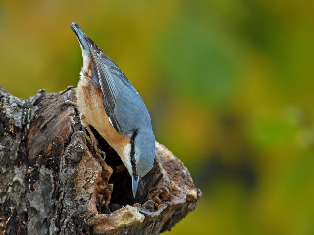 Eurasian Nuthatch