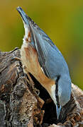 Eurasian Nuthatch