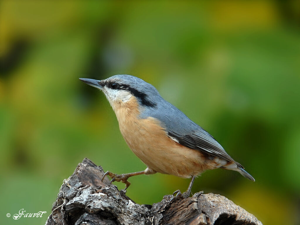 Eurasian Nuthatch