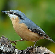 Eurasian Nuthatch