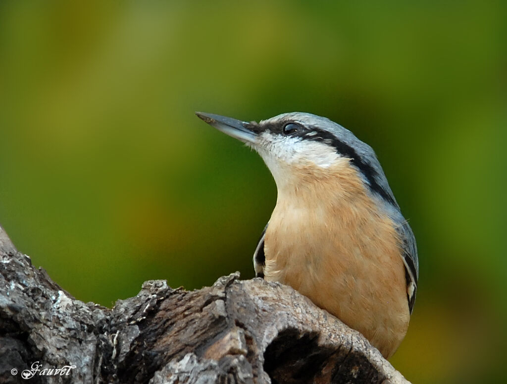 Eurasian Nuthatch