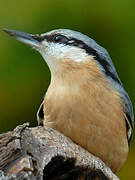 Eurasian Nuthatch