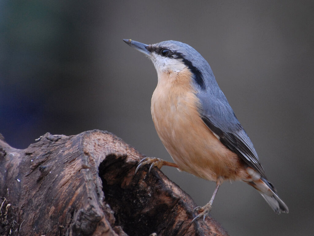 Eurasian Nuthatch