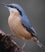 Eurasian Nuthatch