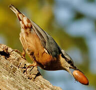 Eurasian Nuthatch