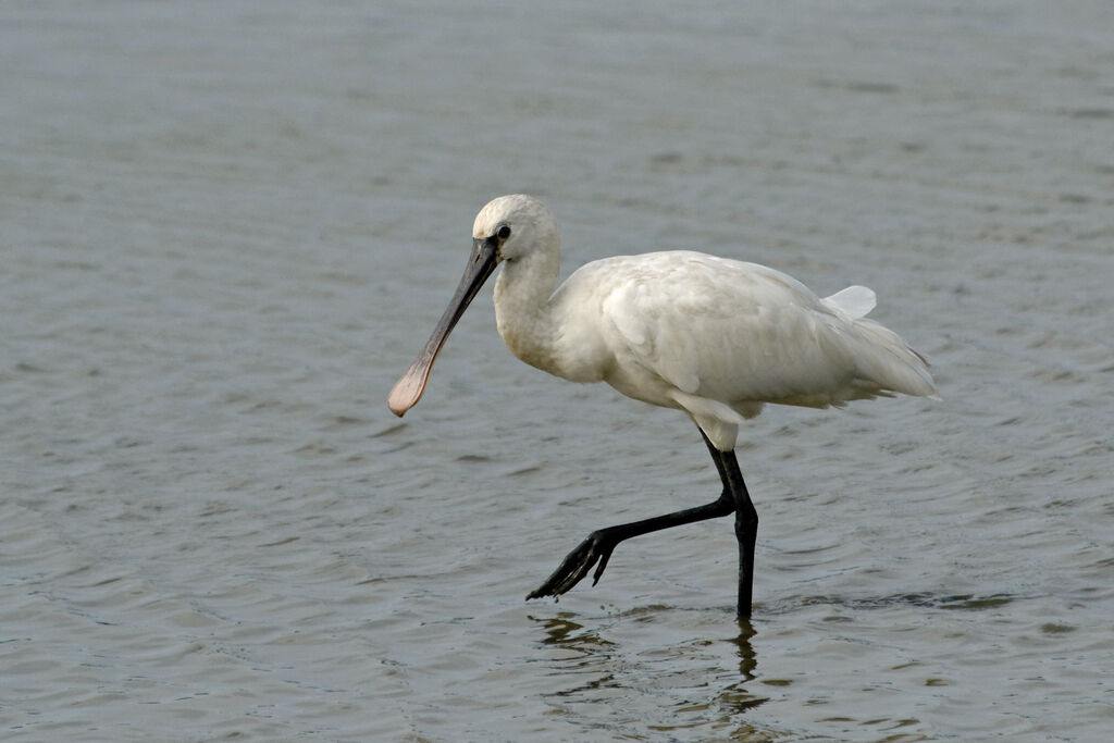 Eurasian Spoonbill