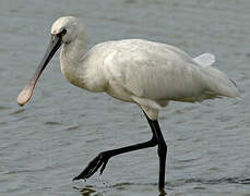 Eurasian Spoonbill