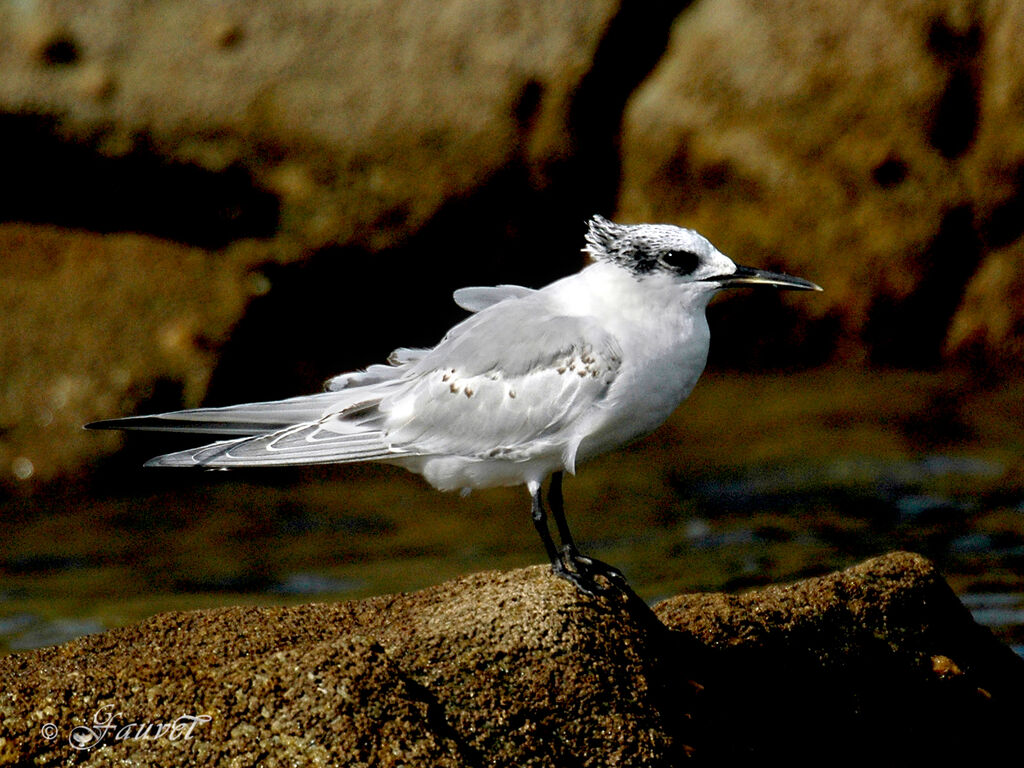 Sandwich Ternjuvenile