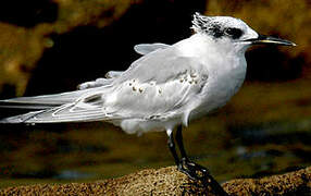 Sandwich Tern