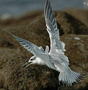 Sandwich Tern