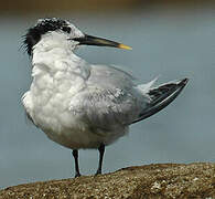 Sandwich Tern