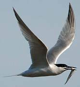 Sandwich Tern