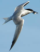 Sandwich Tern