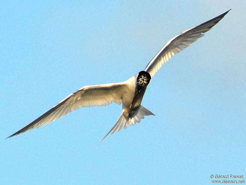 Sandwich Tern, Flight, Behaviour