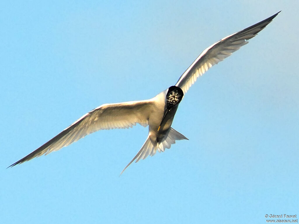 Sandwich Tern, Flight, Behaviour