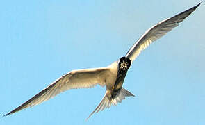 Sandwich Tern