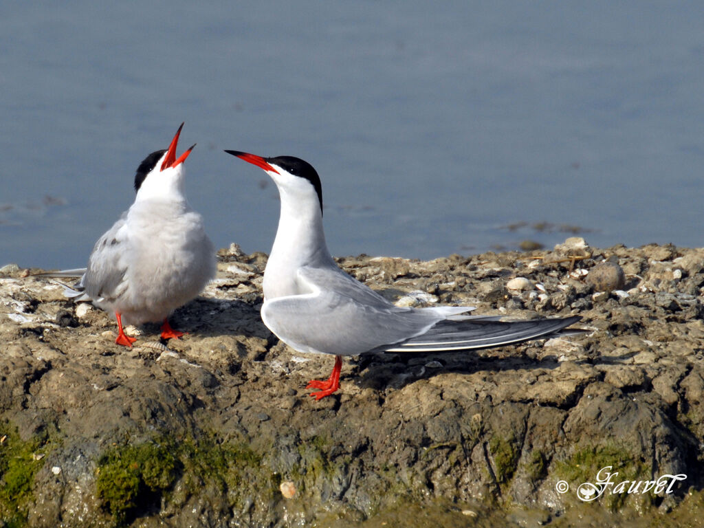 Common Tern