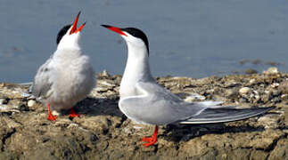 Common Tern