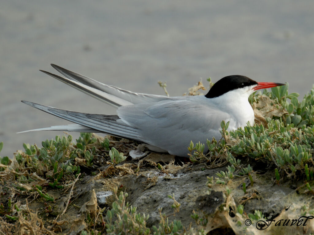 Common Ternadult breeding