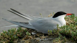 Common Tern