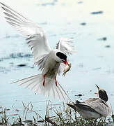 Common Tern