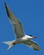 Common Tern